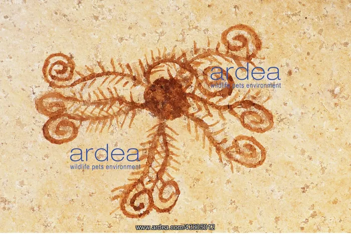 : CRINOID FOSSIL : CRINOID FOSSIL