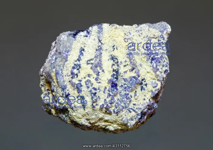 : Crinoid Fossil Replaced with Fluorite : Crinoid Fossil Replaced with Fluorite