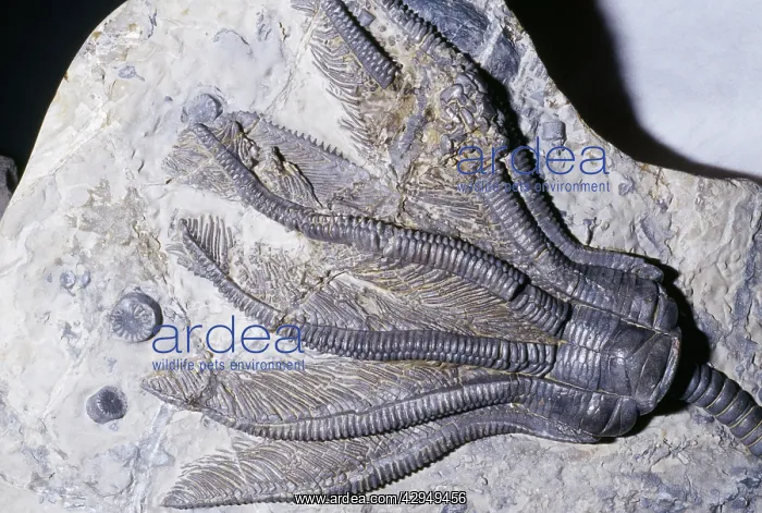 : Crinoid Fossil - Sea Lilies Triassic period 240 m.y.a : Crinoid Fossil - Sea Lilies Triassic period 240 m.y.a