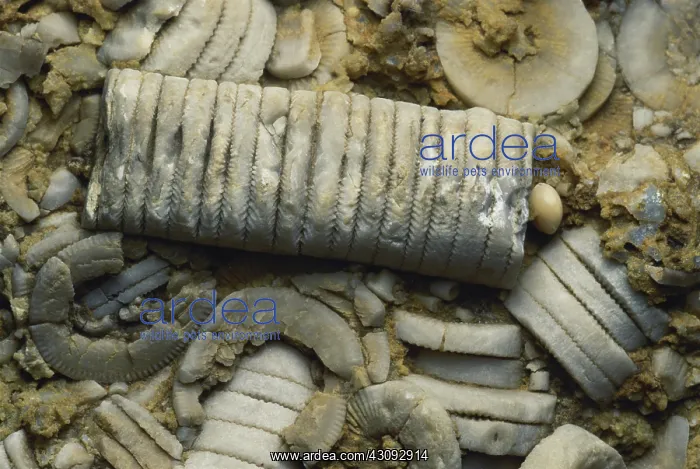 : Crinoid Fossil Stems : Crinoid Fossil Stems
