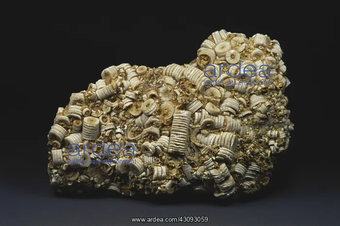 : Crinoid Fossil Stems : Crinoid Fossil Stems
