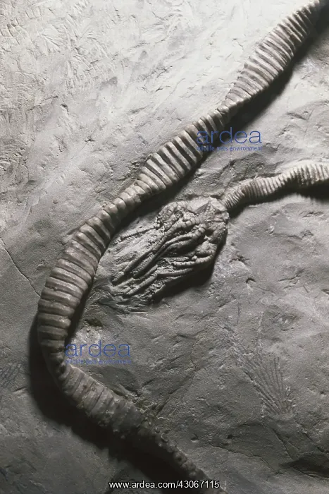 : Crinoid Fossils : Crinoid Fossils
