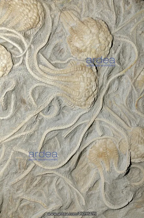 : Crinoid fossils : Crinoid fossils