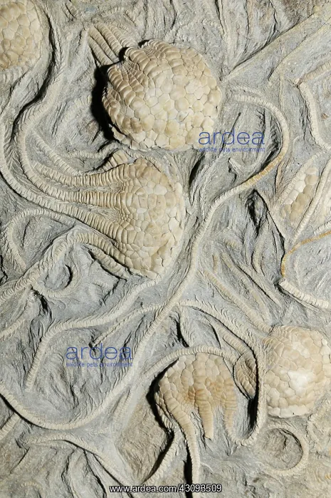 : Crinoid fossils : Crinoid fossils