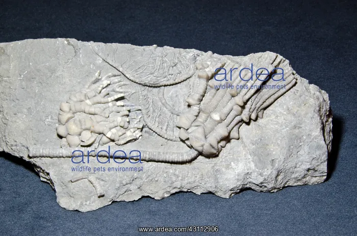 : Crinoid Fossils : Crinoid Fossils