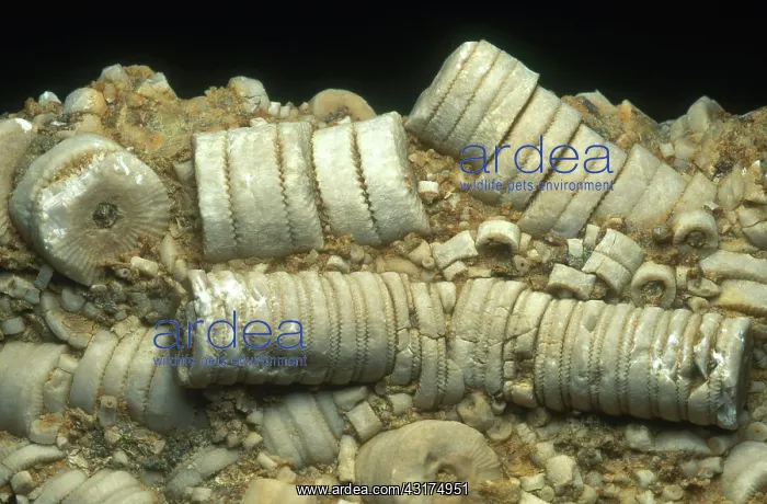 : Crinoid Fossils : Crinoid Fossils