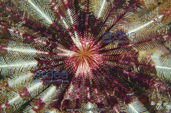 : Crinoid open feeding arms on night dive Wainilu : Crinoid open feeding arms on night dive Wainilu