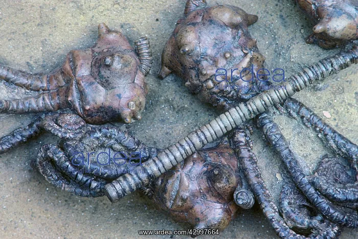 : Crinoid - Permian : Crinoid - Permian