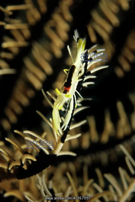 : Crinoid Shrimp : Crinoid Shrimp