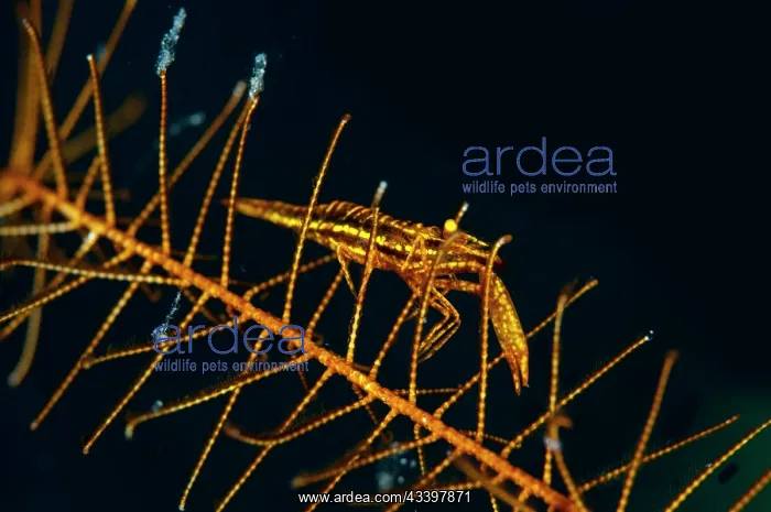 : Crinoid Shrimp : Crinoid Shrimp