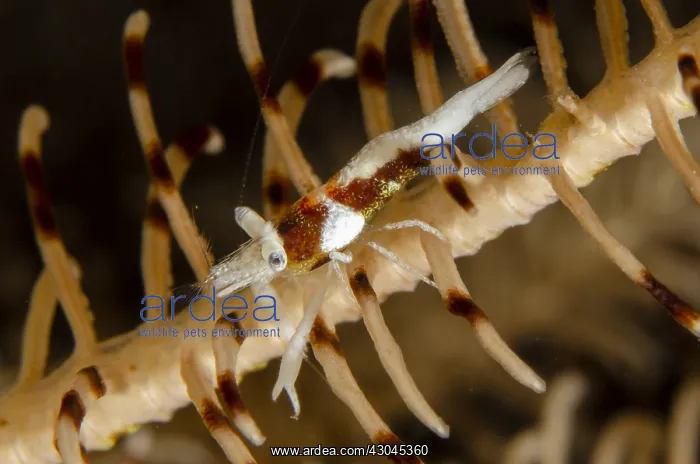 : Crinoid Shrimp - on crinoid - Night dive, Scuba : Crinoid Shrimp - on crinoid - Night dive, Scuba