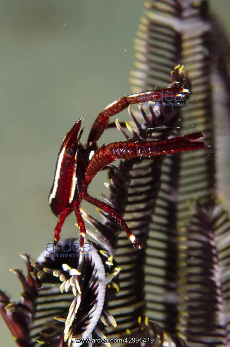 : Crinoid Squat Lobster - on Crinoid (Crinoidea Class) : Crinoid Squat Lobster - on Crinoid (Crinoidea Class)