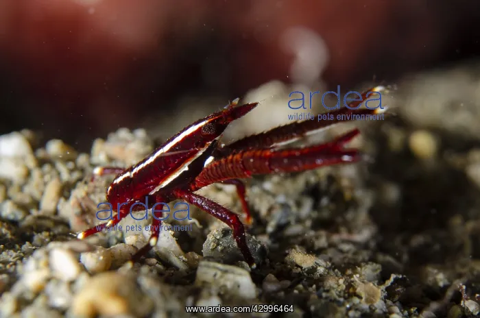 : Crinoid Squat Lobster - on sand - Tasi Tolu dive : Crinoid Squat Lobster - on sand - Tasi Tolu dive