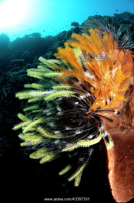  : Crinoids on Barrel Sponge