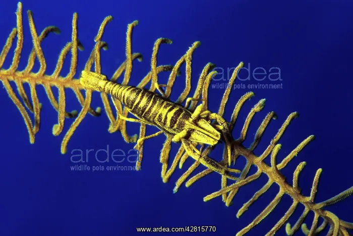 : Crinoid's commensal shrimp, Periclimenes amboinensis, Walind : Crinoid's commensal shrimp, Periclimenes amboinensis, Walind