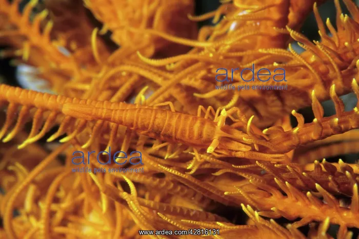 : Crinoid's commensal shrimp, Periclimenes amboinensis, Walind : Crinoid's commensal shrimp, Periclimenes amboinensis, Walind