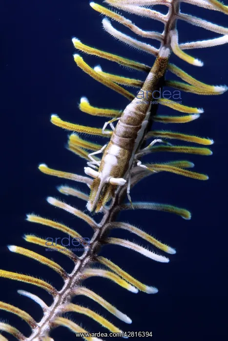 : Crinoid's commensal shrimp, Periclimenes amboinensis, Walind : Crinoid's commensal shrimp, Periclimenes amboinensis, Walind