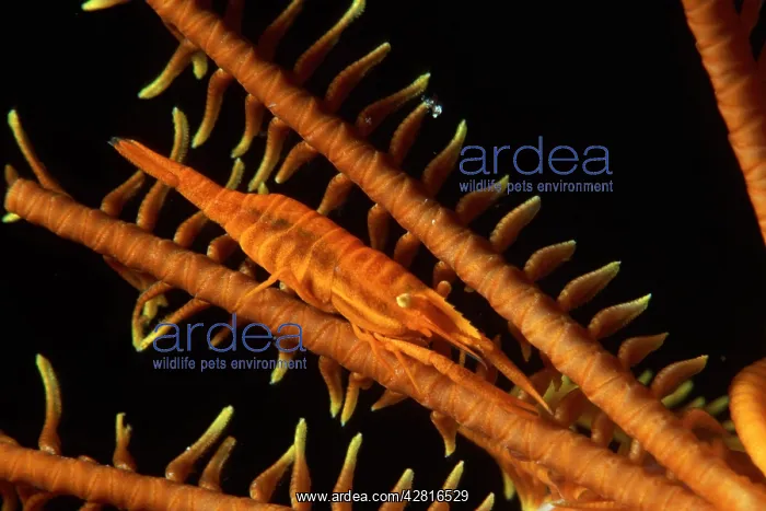 : Crinoid's commensal shrimp, Periclimenes amboinensis, Walind : Crinoid's commensal shrimp, Periclimenes amboinensis, Walind