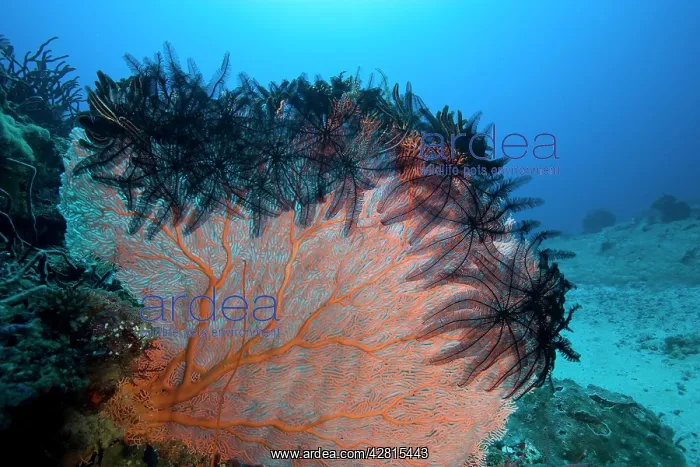 : Crinoids or feather star on a seafan Melithaea sp. Deep Turb : Crinoids or feather star on a seafan Melithaea sp. Deep Turb