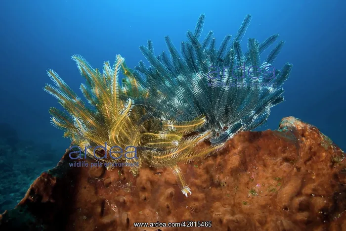 : Crinoids Oxycomanthus bennetti on a sponge Deep Turbo dive s : Crinoids Oxycomanthus bennetti on a sponge Deep Turbo dive s