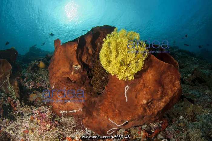 : Crinoids - with Sea Cucumber (Synaptula sp.) : Crinoids - with Sea Cucumber (Synaptula sp.)