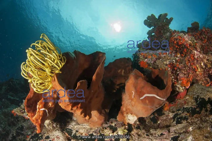 : Crinoids - with Sea Cucumber (Synaptula sp.) : Crinoids - with Sea Cucumber (Synaptula sp.)