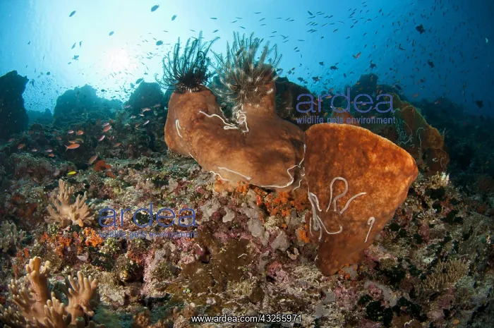  : Crinoids - with Sea Cucumber (Synaptula sp.)