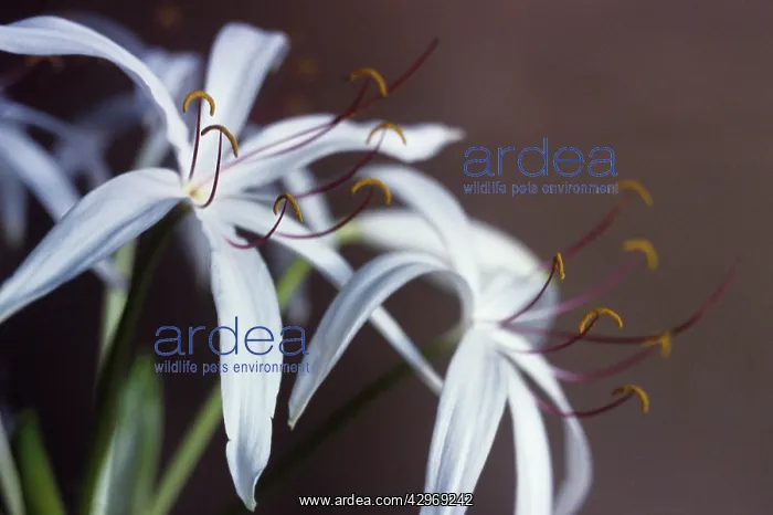 : Crinum lily : Crinum lily