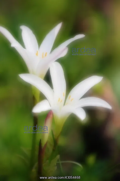 : Crinumlily : Crinumlily