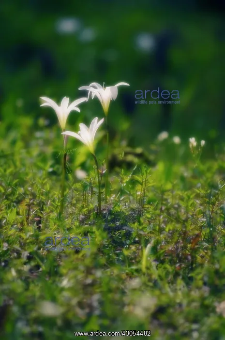 : Crinumlily : Crinumlily