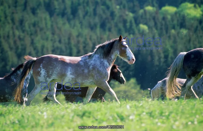  : CRIOLLO HORSE