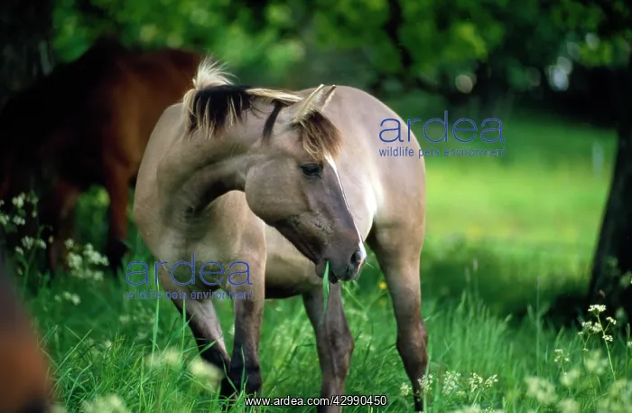  : Criollo Horse