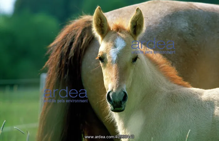 : Criollo Horse - foal and mare : Criollo Horse - foal and mare