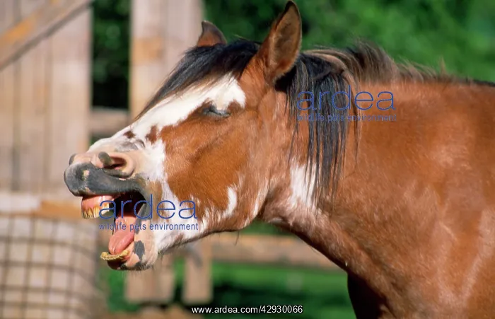  : Criollo Horse - showing teeth