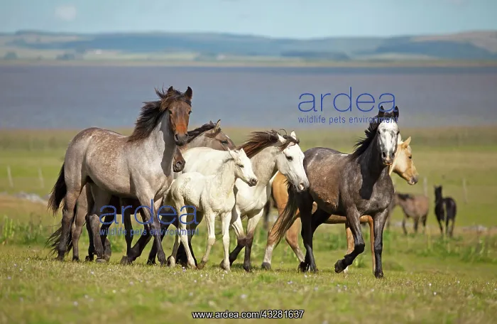 : Criollo horses trot through the Pampa, behind the : Criollo horses trot through the Pampa, behind the