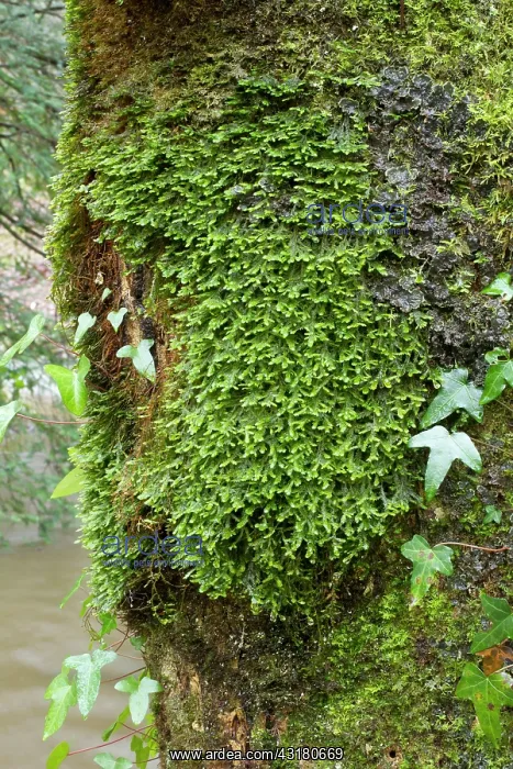 : Crisped Neckera. Hanvec, Foret du Cranou. Finistere : Crisped Neckera. Hanvec, Foret du Cranou. Finistere