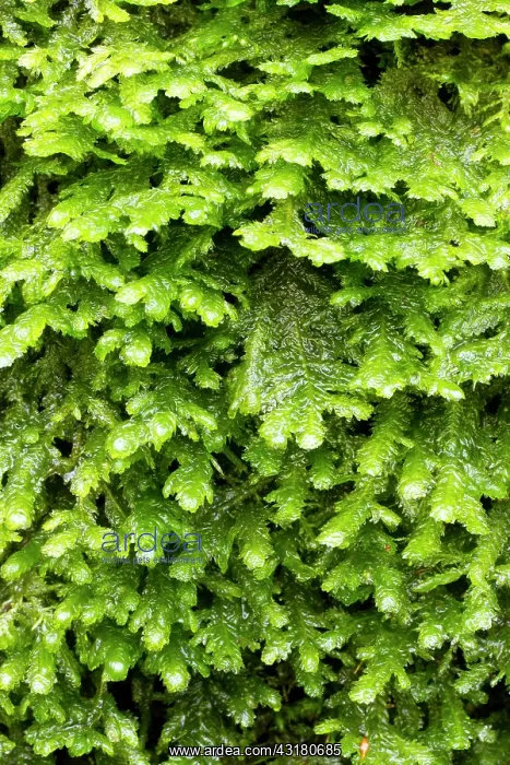 : Crisped Neckera. Hanvec, Foret du Cranou. Finistere : Crisped Neckera. Hanvec, Foret du Cranou. Finistere