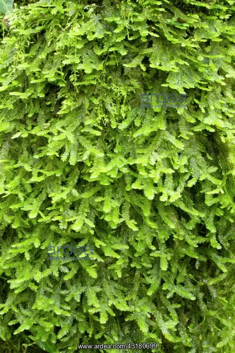  : Crisped Neckera. Hanvec, Foret du Cranou. Finistere