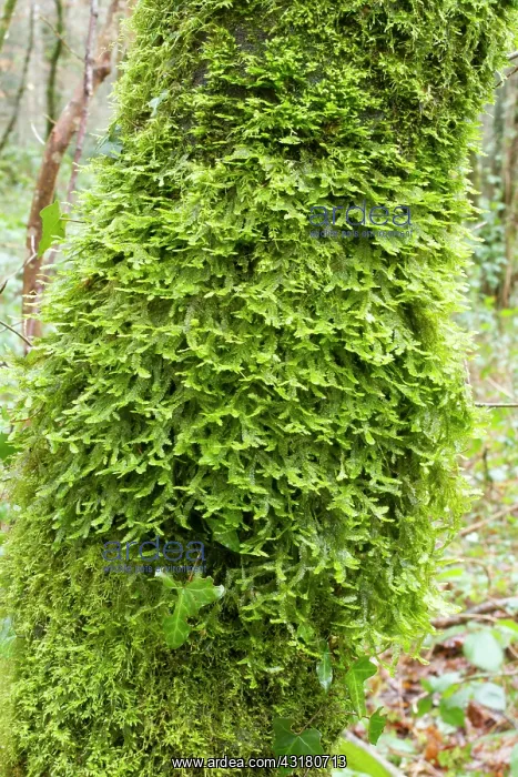 : Crisped Neckera. Hanvec, Foret du Cranou. Finistere : Crisped Neckera. Hanvec, Foret du Cranou. Finistere