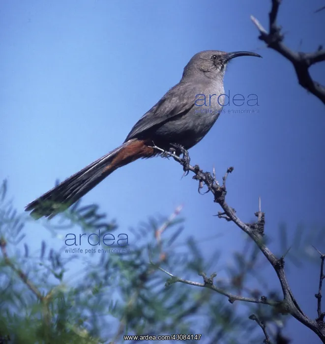 : Crissal Thrasher : Crissal Thrasher