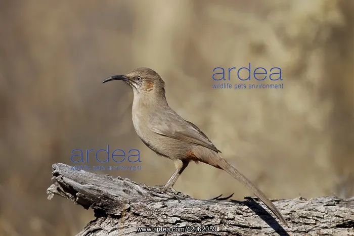 : Crissal Thrasher - on territory in Arizona desert - January : Crissal Thrasher - on territory in Arizona desert - January