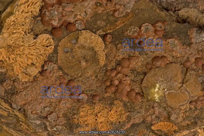  : Cristobalite on Rhyolite - 'Picture Rhyolite'