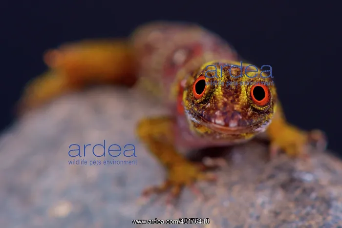 : The critically endangered and recently (2005) discovered : The critically endangered and recently (2005) discovered
