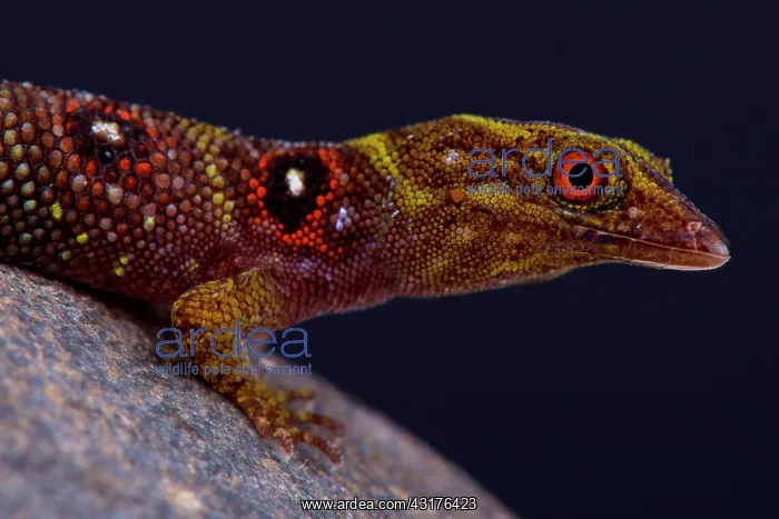 : The critically endangered and recently (2005) discovered : The critically endangered and recently (2005) discovered