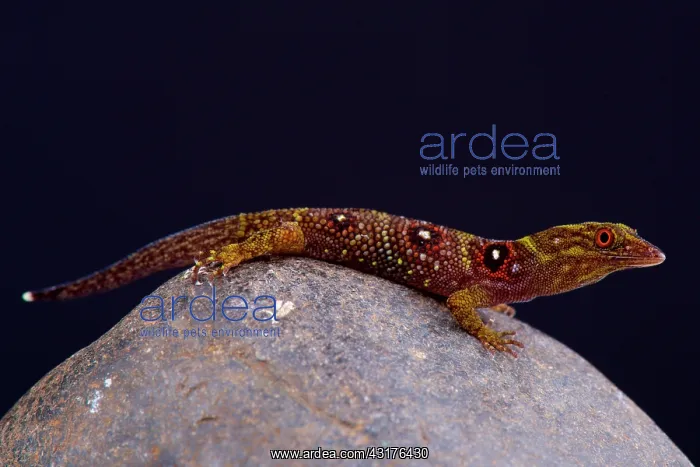 : The critically endangered and recently (2005) discovered : The critically endangered and recently (2005) discovered