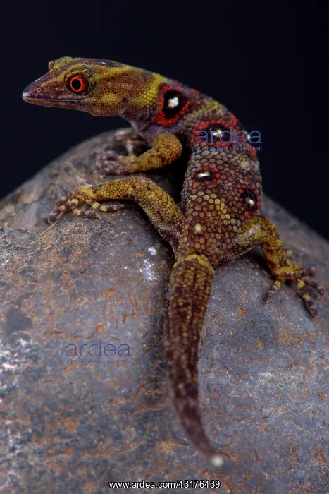 : The critically endangered and recently (2005) discovered : The critically endangered and recently (2005) discovered