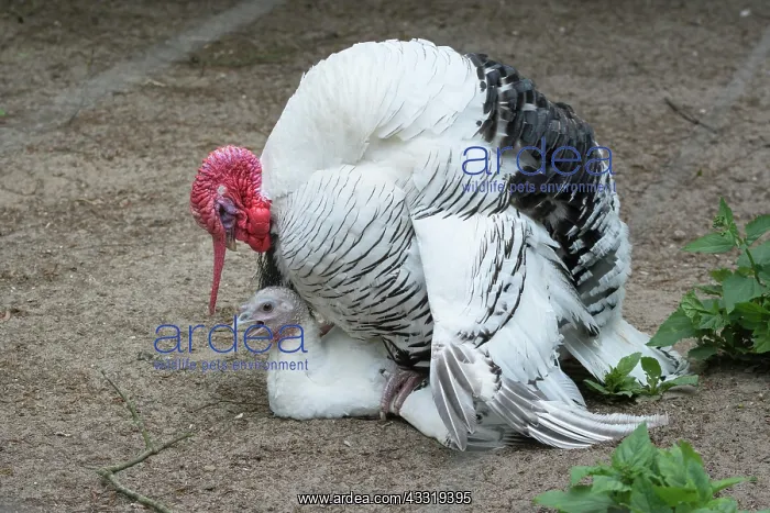  : Crnllwitzer turkey, turkey and turkey
