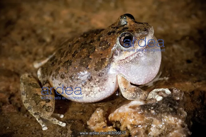 : Croaking California Treefrog : Croaking California Treefrog