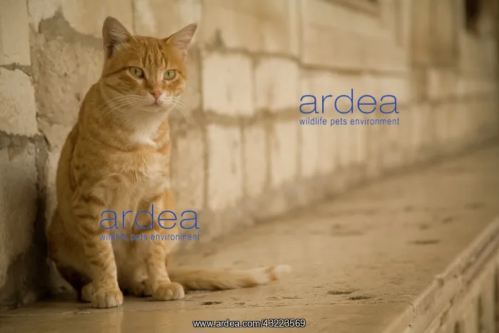 : Croatia, Dalmatia, Dubrovnik. Cat and stone : Croatia, Dalmatia, Dubrovnik. Cat and stone