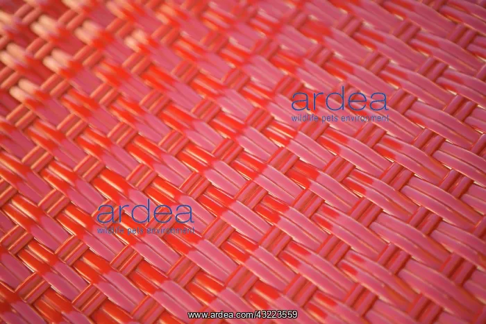 : Croatia, Dalmatia, Dubrovnik. Close-up of : Croatia, Dalmatia, Dubrovnik. Close-up of